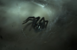 揭秘：阿尔瓦雷斯为什么叫小蜘蛛