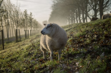 懒羊羊图片头像，为什么这么受欢迎？