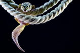 撒旦叶尾壁虎：中国独有的珍稀蜥蜴